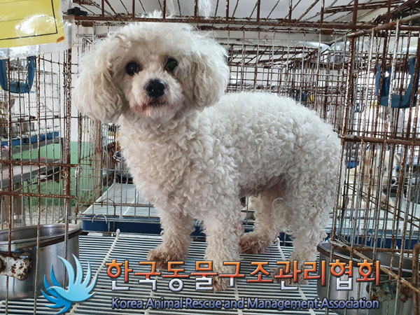 비숑 프리제 이미지 파일 입니다.